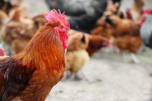 Chickens on traditional free range poultry farm.