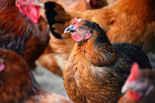 Chickens on traditional free range poultry farm.