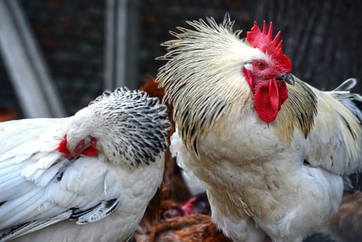Chickens on traditional free range poultry farm.