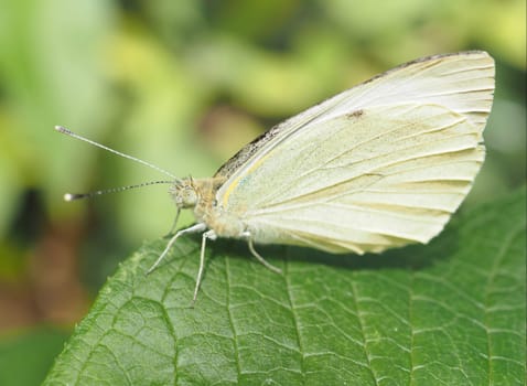 Big cabbage white