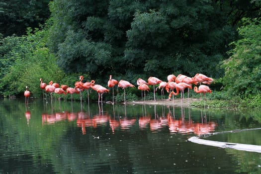 Flamingo Group