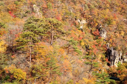 Autumn Colors of Naruko-Gorge in Japan for adv or others purpose use