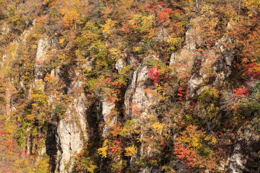 Autumn Colors of Naruko-Gorge in Japan for adv or others purpose use