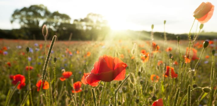 Sunshine poppy field landscape in spring