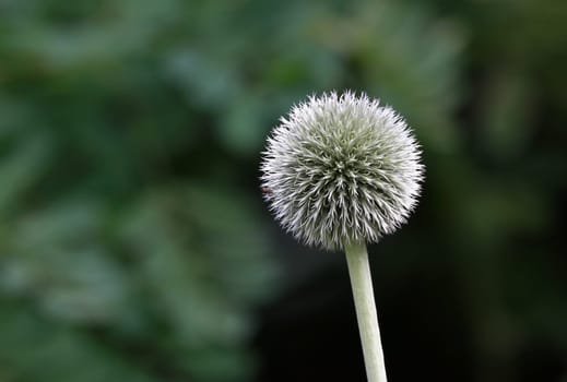 Thistle