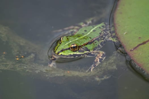 frog floats next to a water lily