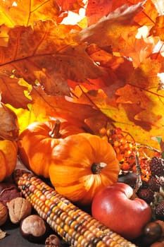 Thanksgiving – pumpkin,apples,nuts,corn and berries in front of brightly lit oak leaves