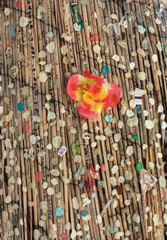 Paris - Fans stick chewing gums in the homage for Morrison on the tree close to his grave