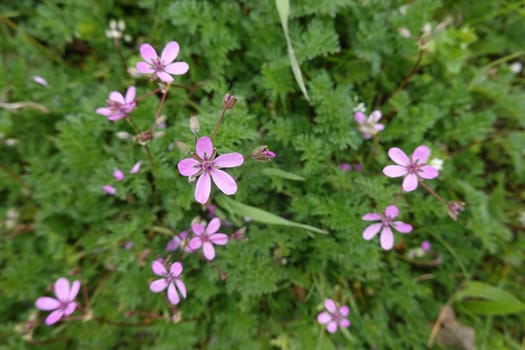 Gewöhnliche Reiherschnabel (Erodium cicutarium), Schierlingsblättriger Reiherschnabel, Niedersachsen, Deutschland, Bardowick