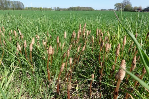 fertile Sprossen des Acker-Schachtelhalm (Equisetum arvense) im Frühjahr, Niedersachsen, Deutschland, Oetzen