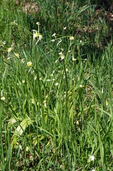 Seltsamer Lauch - Allium paradoxum, blühende Pflanze, Niedersachsen, Deutschland, Oetzen