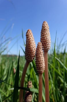 fertile Sprossen des Acker-Schachtelhalm (Equisetum arvense) im Frühjahr, Niedersachsen, Deutschland, Oetzen