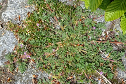 Gewöhnliche Reiherschnabel (Erodium cicutarium), Schierlingsblättriger Reiherschnabel, Niedersachsen, Deutschland, Bardowick