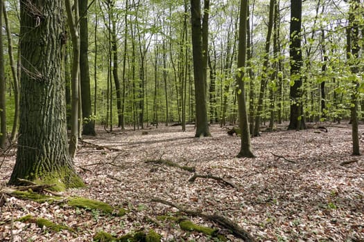 Laubmischwald im Frühjahr, Niedersachsen, Deutschland, Uelzen