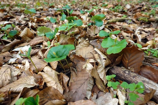 Rotbuchen-Sämlinge (Fagus sylvatica) in einem Laubmischwald, Niedersachsen, Deutschland, Uelzen