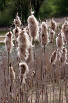 Rohrkolben (Typha spec.) am Oldenstädter See - Fruchtstände, Niedersachsen, Deutschland, Uelzen-Oldenstadt