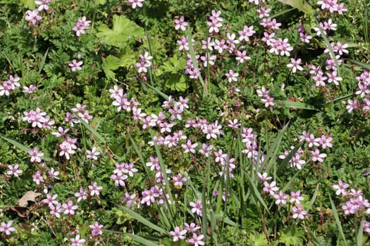 Gewöhnliche Reiherschnabel (Erodium cicutarium), Schierlingsblättriger Reiherschnabel, Niedersachsen, Deutschland, Bardowick