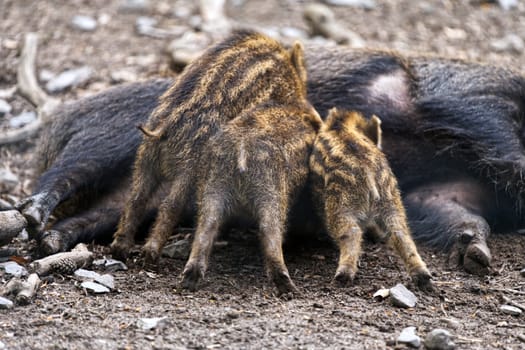 newbie / young boar