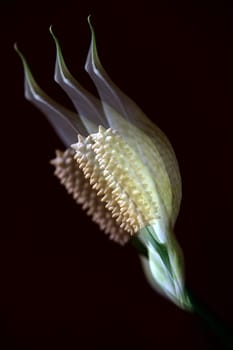 Calla palustris multiple exposure