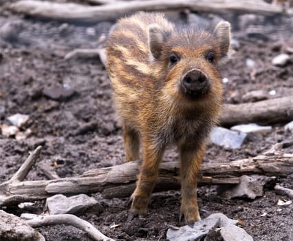 newbie / young boar