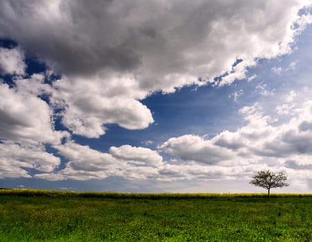 Lonely tree on the horizon / Landscapes Rhine River