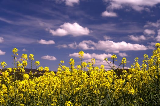 plants of yellow rapeseeds / blue sky/ Landscapes Rhine River