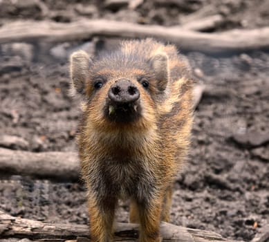 newbie / young boar
