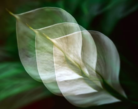 Calla palustris multiple exposure