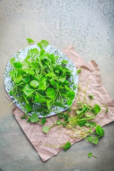 Winter purslane - Indian lettuce, healthy green vegetables for raw salads and cooking. Claytonia perfoliata