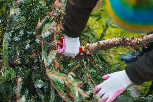 Gardening work in autumn and winter. Teenager is sawing old Christmas tree with electric saw and cutting branches .