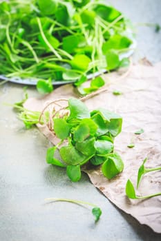 Winter purslane - Indian lettuce, healthy green vegetables for raw salads and cooking. Claytonia perfoliata