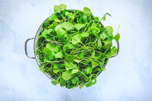 Winter purslane - Indian lettuce, healthy green vegetables for raw salads and cooking. Claytonia perfoliata
