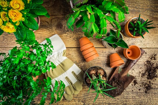 Spring gardening concept - gardening tools with plants, flowerpots and soil