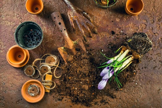 Spring gardening concept - gardening tools with plants, flowerpots and soil