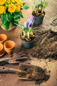 Spring gardening concept - gardening tools with plants, flowerpots and soil