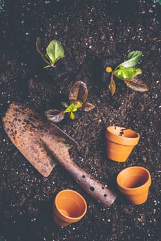 Seedlings of lettice prepared for planting into fertile soil. Gardening concept, self-sufficiency
