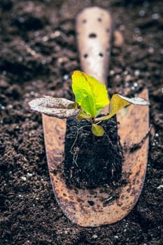 Seedlings of lettice prepared for planting into fertile soil. Gardening concept, self-sufficiency