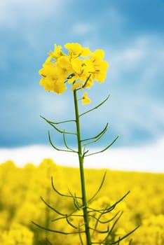 Yellow rapeseed field against blue sky background. Blooming canola flowers.