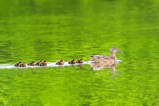 Ducks follow me, cute ducklings (duck babies) following mother