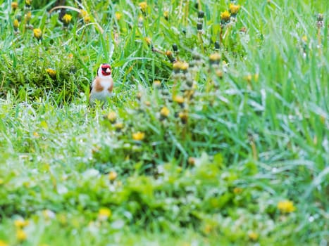 European goldfinch in the meadow