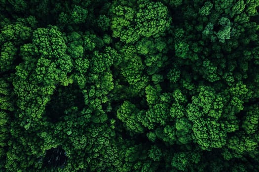 Green forest top view. Aerial photography from a drone