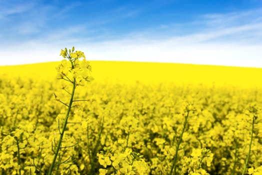 Yellow rapeseed field against blue sky background. Blooming canola flowers.