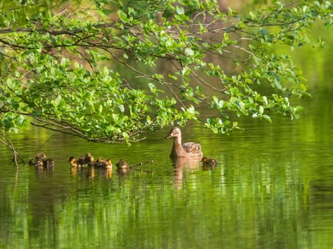 Ducks follow me, cute ducklings (duck babies) following mother