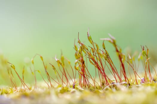 Group of small tiny plants growing out of moss closeup. Horizontally.