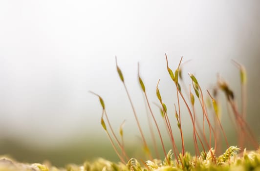 Nature background.. Macro Photography of small tiny plants growing out of moss. Horizontally.