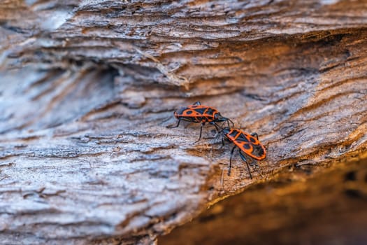 Pair of firebug posing on an old tree trunk close up.