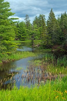 Quiet Inlet in the North Woods on Sullivan Bay in Voyageurs National Park in Minnesota