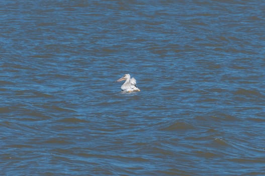 American White Pelican on Lake Winnipeg in Manitoba