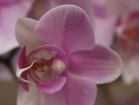 orchid beautiful natural flower delicate aromatic different