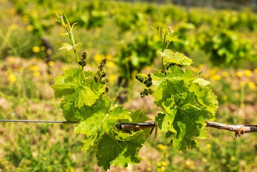 Young sprouts with bunches of Cannonau grapes. Close-up of the buds and bunches of grapes in the branches of a vineyard in Sardinia, Italy. Traditional agriculture.